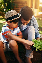 Image showing Father, child or learning to plant in garden for sustainability, agriculture or farming development in family home. Dad, son or parent gardening, planting or teaching a boy agro growth in environment