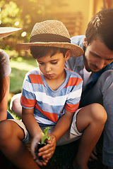 Image showing Father, kid or learning to plant in garden for sustainability, agriculture or farming development as a family. Dad, boy or parent gardening, planting or teaching a child agro growth in environment