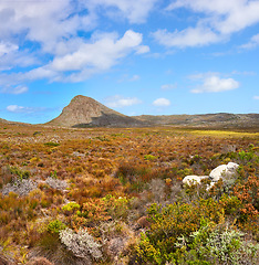 Image showing Nature, mountain and blue sky with field in park for landscape, environment and flowers. Bush, summer and wilderness with reserve in Cape Town for floral habitat, sustainability and mockup space