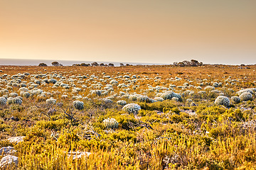 Image showing Nature, grass and sunset with field in park for landscape, environment and flowers. Bush, summer and wilderness with reserve in Cape Town ecology for floral habitat, sustainability and mockup space