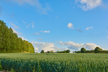 Image showing Tall grass, trees and blue sky in the countryside of Denmark with beautiful natural greenery outdoors. Landscape of green environment, scenery or nature with plant growth on a farm with summer clouds