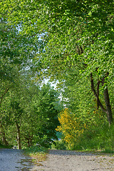 Image showing Trees, dirt road and green leaves in nature with path of agriculture or natural growth outdoors. View of tree row, plants or greenery growing in Denmark or street in summer of a rural environment