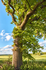 Image showing Tall tree, green and summer grass in nature of natural sustainability, agriculture or life outdoors. Trees with branches and leaves or plant growth with blue sky on a cloudy and sunny day outside