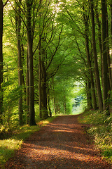 Image showing Dirt road, path and tall trees in the countryside for travel, agriculture or natural environment. Landscape of plant growth, greenery or farm highway with tree in row for sustainability in nature