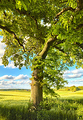 Image showing Tree, green and summer grass in nature of natural sustainability, agriculture or life outdoors. Tall trees with branches and leaves or plant growth with blue sky on a cloudy and sunny day outside