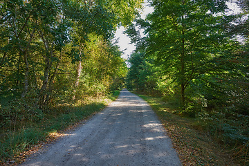 Image showing Road, trees and path in nature forest with greenery and autumn leaves in the outdoor countryside. Landscape view of dirt street or asphalt with natural green tree row on sidewalk of rural environment