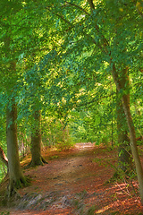 Image showing Autumn trees, earth and forest in natural season change, plant growth or agriculture in nature outdoors. Landscape of green leaves of tall tree with path of environmental plants for sustainability