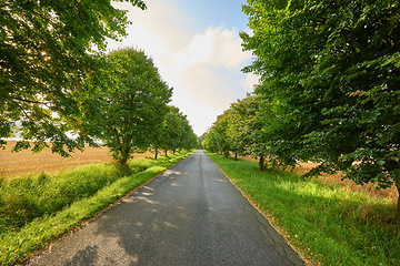 Image showing Asphalt road, trees and path in the countryside for travel, agriculture or natural environment. Landscape of plant growth, greenery or farmland highway and tree row down street in the nature outdoors