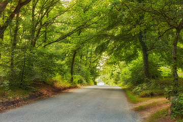 Image showing Road, path and rain forest in the countryside for travel, agriculture or natural environment. Landscape of plant growth, greenery or asphalt highway with trees for sustainability in nature outdoors