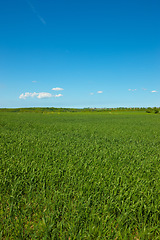 Image showing Nature, grass and field in countryside, blue sky and outdoor mockup space. Plants, lawn and natural land in spring on farm with vegetation, clouds and landscape in sustainable environment in Norway.