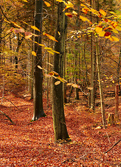 Image showing Forest, trees and autumn landscape, nature and travel, environment and woodland location in Denmark. Fresh air, orange leaves and scenic destination with sustainability, outdoor and natural scenery