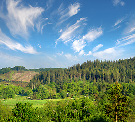 Image showing Trees, nature and forest in countryside, landscape and outdoor vegetation. Plants, farm and natural land in spring with cows, grass and sustainable environment for farming agriculture in Denmark.