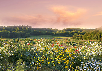 Image showing Nature, flowers and field in countryside, sunset and outdoor landscape mockup space. Plants, grass and natural land in spring with vegetation, trees or sunflowers, daisies and environment in Denmark.