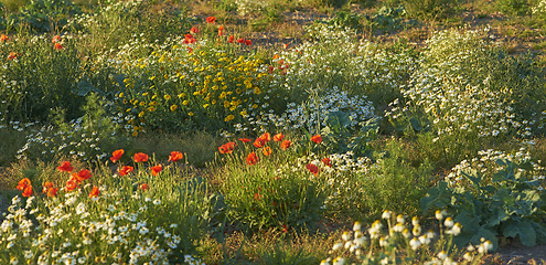 Image showing Flowers, nature and field in countryside, landscape and outdoor sustainability. Plants, grass and natural land in spring with vegetation, poppy or sunflowers, daisies and environment in Denmark.