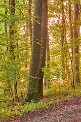 Image showing Forest, trees and landscape, nature and woods with environment and woodland location in Denmark. Fresh air, leaves in park and scenic destination with sunshine, foliage outdoor and natural scenery