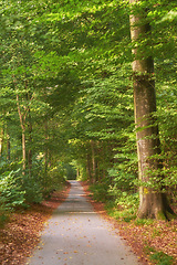 Image showing Forest, trees and landscape, nature and path with environment and woodland location in Denmark. Travel, orange leaves in park and scenic destination with autumn season, outdoor and natural scenery