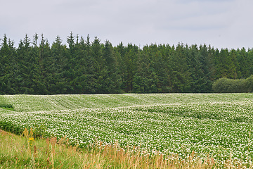 Image showing Nature, field and landscape, green and countryside with environment and scenic location in Denmark. Fresh air, grass and land, eco friendly destination and flower meadow outdoor with natural scenery