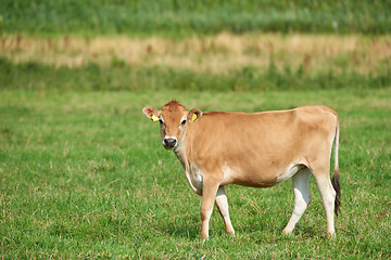 Image showing Farm, field and landscape, nature and cattle with environment and agriculture location in Denmark. Fresh air, grass and land with farming destination and cow livestock outdoor with countryside