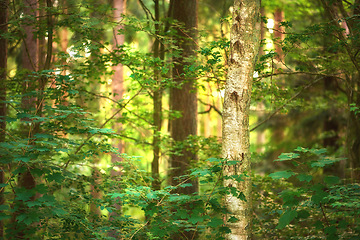 Image showing Trees, nature and countryside, woods and outdoor sustainable landscape. Plants, forest and natural land in spring with vegetation, field or jungle, bush and eco friendly environment in Switzerland.