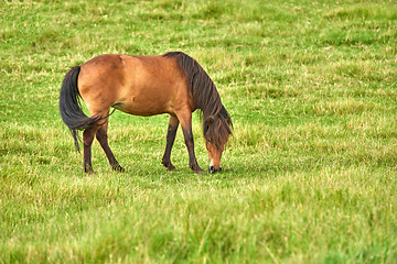 Image showing Field, landscape and ranch with horse eating grass, farming in Denmark countryside with farm location. Agriculture land, animal grazing outdoor in nature and eco friendly with pasture and meadow