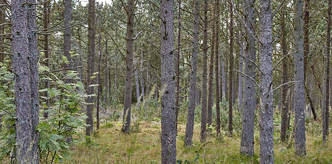 Image showing Nature, trees and countryside, forest and outdoor sustainable landscape. Plants, woods and natural land in spring with vegetation, grass or jungle, bush and eco friendly environment in Switzerland.