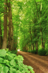 Image showing Forest, path and landscape, nature and travel with environment and woodland location in Denmark. Fresh air, leaves and eco friendly destination and sustainability, trees outdoor and natural scenery