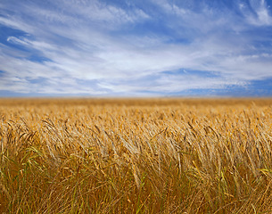 Image showing Landscape, nature and field of wheat with farm, environment and agriculture with countryside location. Farming, plants and sustainability with farmer land, grain harvest and scenic with blue sky