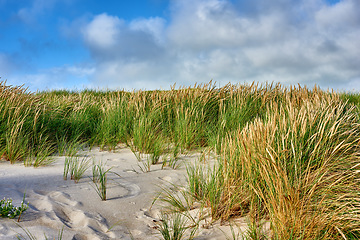 Image showing Nature, beach sand and landscape, travel with environment and coastal location in Denmark. Fresh air, grass and land with seaside destination and greenery, outdoor and natural scenery with blue sky