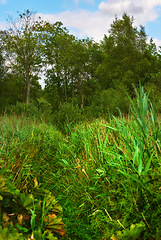 Image showing Nature, grass and field in countryside, forest and outdoor sustainable landscape. Plants, lawn or natural land in spring with vegetation, trees or woods, jungle or eco friendly environment in Denmark