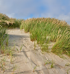 Image showing Sand, beach and landscape, nature and travel with environment and coastal location in Denmark. Fresh air, grass and land with tropical seaside destination and journey outdoor with natural scenery