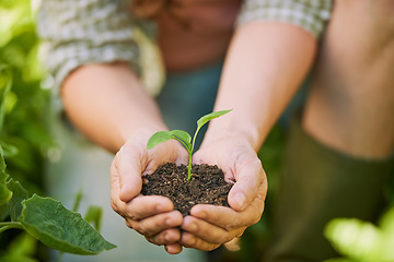 Image showing Plants, hands and farming man with eco friendly growth, sustainability and agriculture, farmer and small business. Sapling soil, person palm and sustainable gardening, green leaf or earth day project