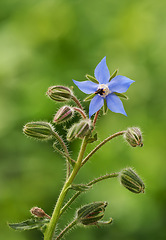 Image showing Nature, flower and closeup of purple daffodil for natural beauty, spring mockup and blossom. Countryside, plant background and zoom of borage for environment, ecosystem and flora growing in meadow