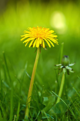 Image showing Flower, grass and yellow dandelion in field for natural beauty, spring mockup and blossom. Countryside, nature background and closeup of floral bloom in environment, ecosystem and flora in meadow