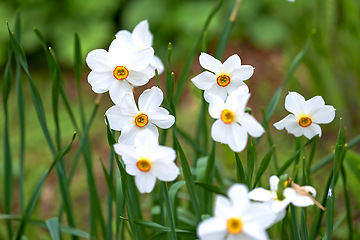 Image showing Nature, grass and flowers with white petal in field for natural beauty, spring mockup and blossom. Countryside, plant background and closeup of flower for environment, ecosystem and flora in meadow