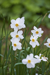 Image showing Nature, grass and white daffodil in field for natural beauty, spring mockup and blossom. Countryside, plant background and closeup of flower growing in environment, ecosystem and flora in meadow