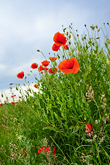 Image showing Nature, environment and orange flowers with plants with greenery and grass in spring in the countryside. Garden, eco friendly and natural floral blossom petals on the lawn of an outdoor park or field