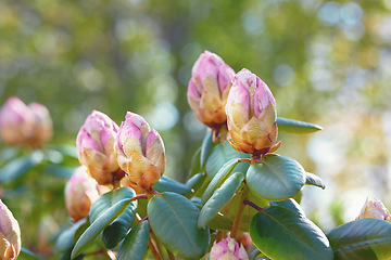 Image showing Nature, pink bud and closeup of flower for natural beauty, spring mockup and blossom. Countryside, plant background and zoom of Rhododendron for environment, ecosystem and flora growing in meadow