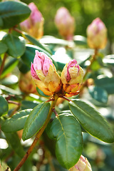 Image showing Nature, leaf and closeup of flower bud for natural beauty, spring mockup and blossom. Countryside, plant background and zoom of rhododendron for environment, ecosystem and flora growing in meadow