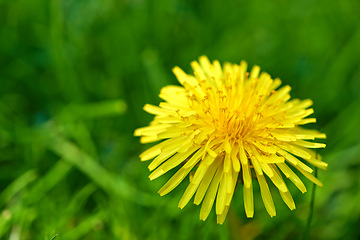 Image showing Nature, grass and yellow dandelion in meadow for natural beauty, spring mockup and blossom. Countryside, plant background and closeup of flower for environment, ecosystem and flora growth in field