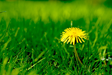 Image showing Nature, grass and yellow dandelion in field for natural beauty, spring mockup and blossom. Countryside, plant background and closeup of flower for environment, ecosystem and fauna and flora in meadow