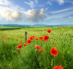 Image showing Countryside, flowers and red poppies in field for natural beauty, spring mockup and blossom. Nature, plant background and closeup of flower in grass for environment, ecosystem and flora in meadow