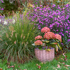 Image showing Spring, blossom and environment with flowers in garden for environment, landscape and sustainability. Gardening, peace and growth with plants in forest meadow for ecology, floral and ecosystem