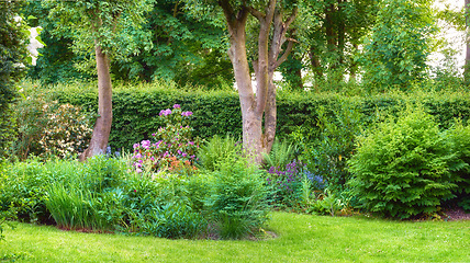 Image showing Garden, backyard and green lawn with floral plant and flowers growing in lush outdoor environment or nature. Spring, grass and trees on a summer morning in a field of sustainable gardening