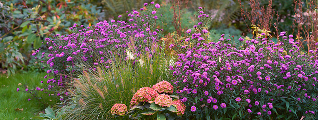 Image showing Spring, nature and environment with flowers in garden for blossom, landscape and sustainability. Gardening, peace and growth with plants in forest meadow for ecology, floral and ecosystem