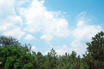 Image showing Green pines against the clouds and sky 