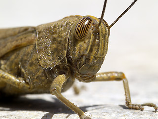 Image showing locust