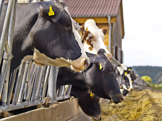 Image showing cows