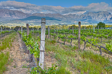 Image showing Vineyard, landscape and nature in outdoor, summer and farm for grapes, growth and wine industry by mountains. Farming, fruits and sustainability for agriculture, development or environment with trees