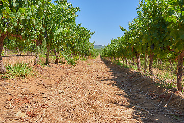 Image showing Vineyard, landscape and nature in agriculture, summer or trees for farming, wine industry and countryside. Outdoor, fruits and sustainability for growth, farm development and environment for grapes