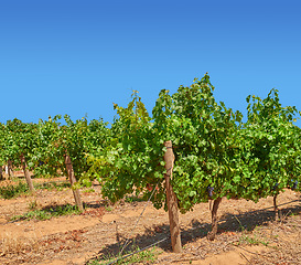 Image showing Vineyard, landscape and nature in farming, summer or trees for growth, wine industry and countryside. Outdoor, fruits and sustainability for agriculture, farm development or environment for grapes